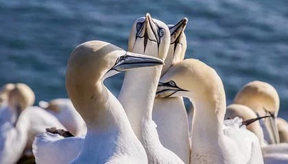 BetVictor伟德官网：开启全球赛事的智选之旅