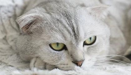 开云app-LG杯官网李洪烈专栏:中韩围棋格局迎来重要转折点